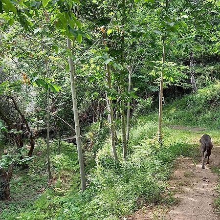 Cabin Quinta Pomar Do Pontido Cabeceiras de Basto Ngoại thất bức ảnh