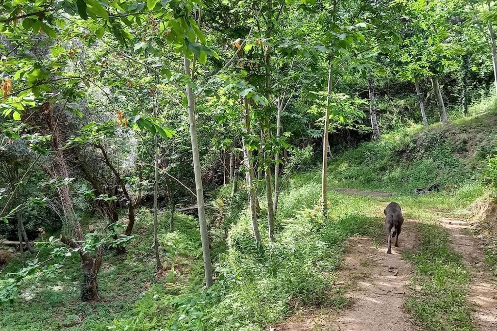Cabin Quinta Pomar Do Pontido Cabeceiras de Basto Ngoại thất bức ảnh